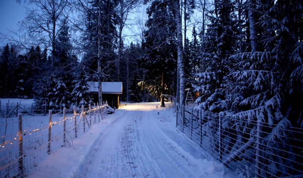 Winter Trees