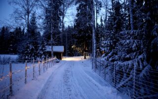 Winter Trees