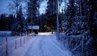 Winter Trees